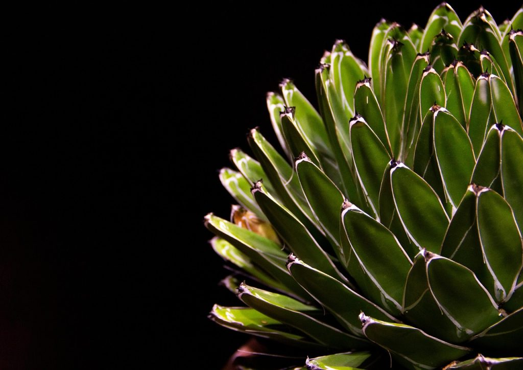 outdoor succulents