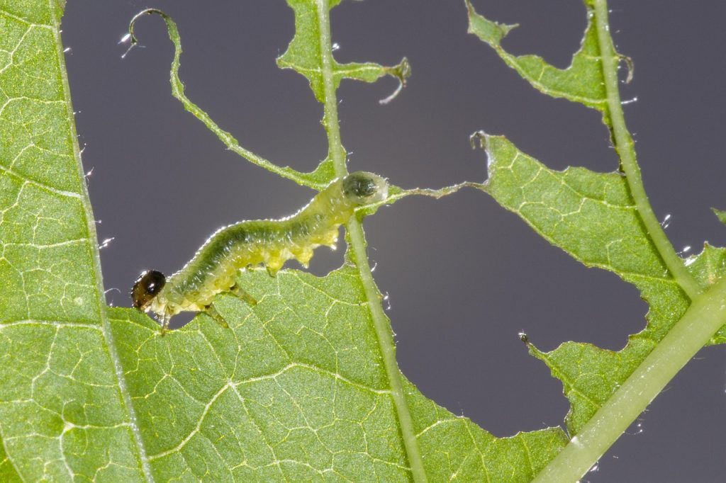 leaf damage