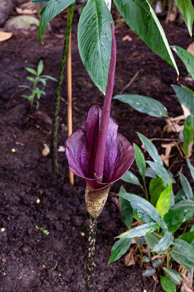 titan flower