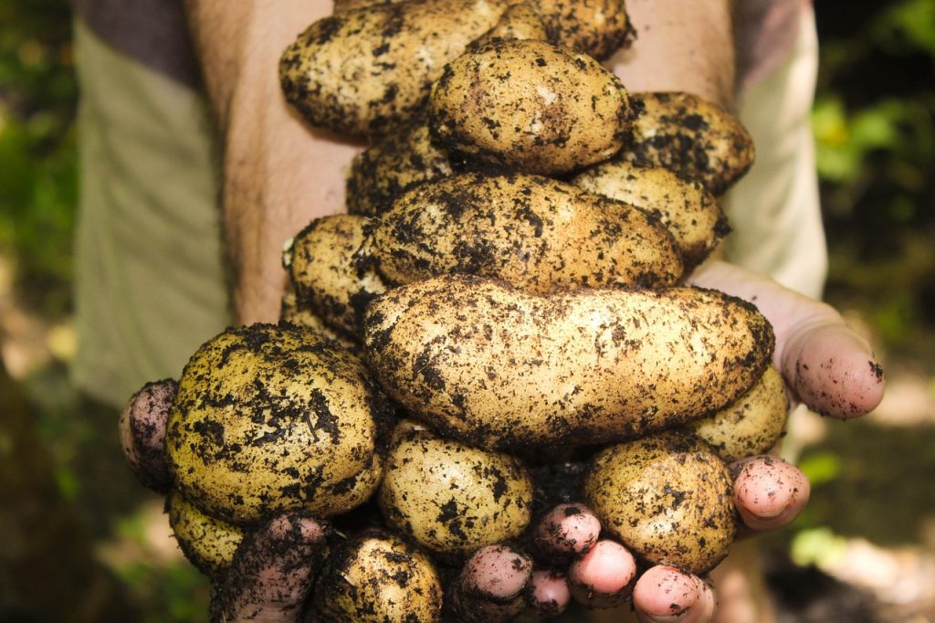 soil gardening