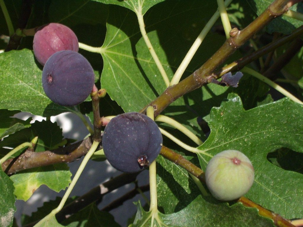 fig tree pruning
