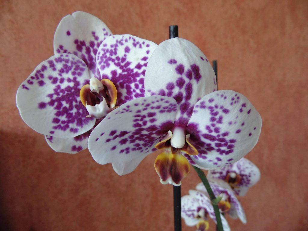 tropical plant care