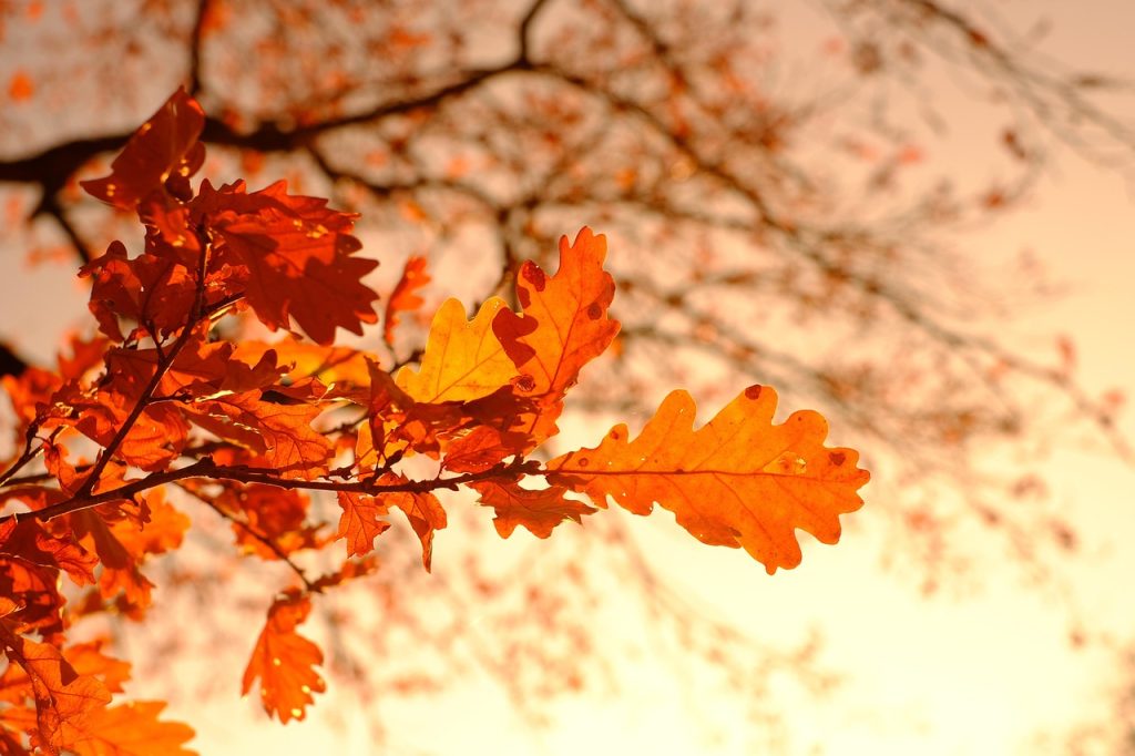 autumn foliage