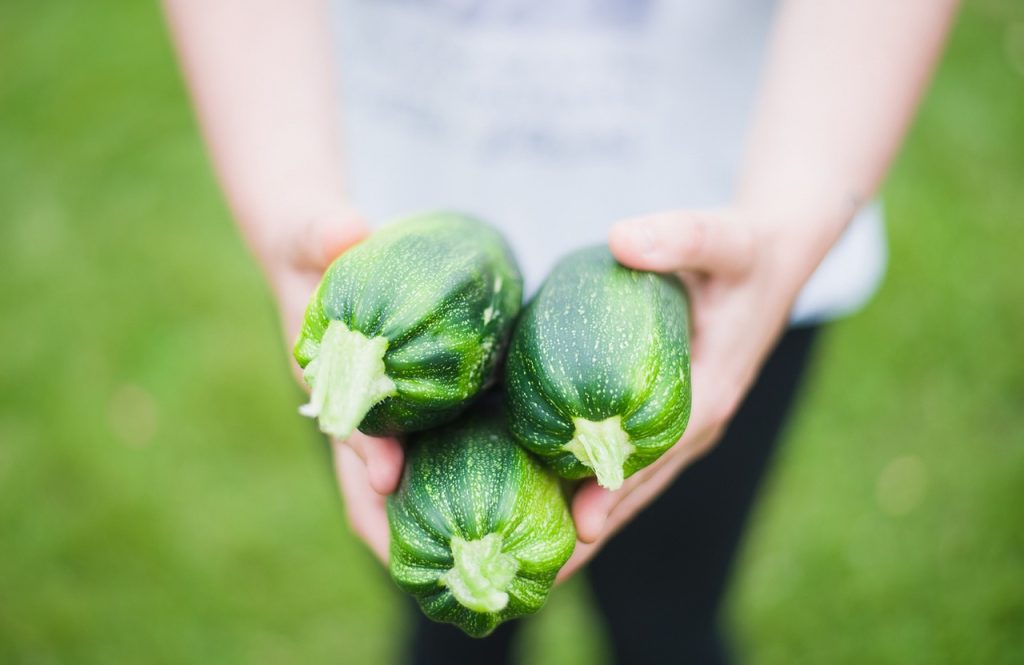 zucchini garden