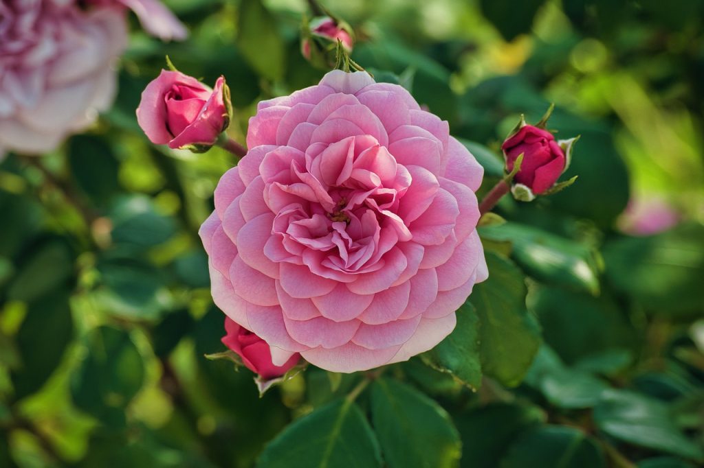 fragrant roses