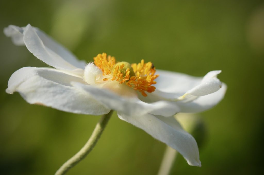 flower garden