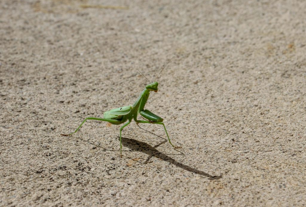 praying mantis garden