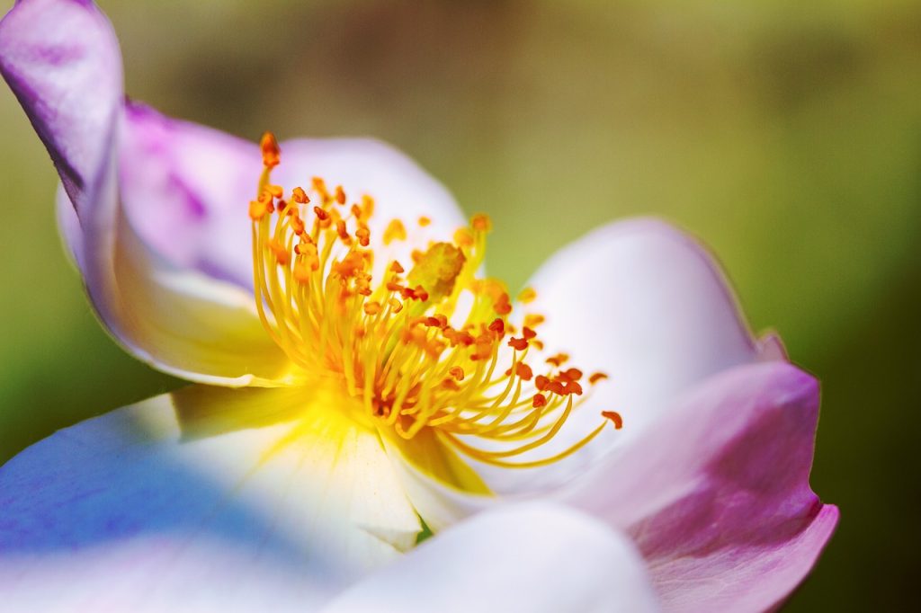 climbing roses